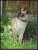 Zazu Tierra (Terra)  April 2011 - May 2012