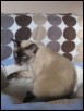 Gemini  2 Aug 2009 - 29 Nov 2012