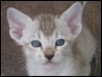 Five weeks old