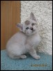 Seven weeks old