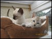 Andromeda &amp  Leonis at 8 weeks