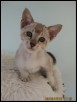 Leonis at 11 weeks