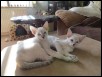 Mizar & Tsukiakari 9 weeks
