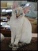 Mizar 15 wks