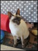 Pregnant Chai at 1 year 4 months