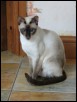 Chai July 2014