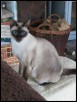 Chai at 3 yrs 2 mths