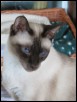 Chai at 3 yrs 2 mths