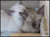 Ten weeks old