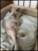 12 weeks