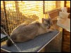 Chertan sunbathing at 11 months