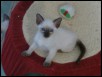 Six weeks old