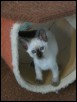 Six weeks old