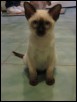 Asta - 13 weeks