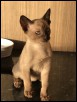 11 weeks