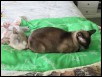 Columbae & Daw at 15 wks