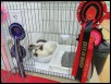 Sept 2017 Wyvern & Tonkinese CC Show