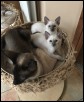 Darkstar and kitts at 6 weeks 