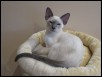 Pollux 12 weeks