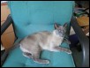 Dips favourite chair