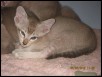 Tabby male at 6 weeks