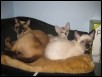 Gem with Hal and Triton at 13 weeks