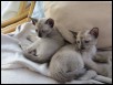 Calypso & Albiorix at 6 weeks