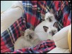 Calypso, Telesto & Hati 8 weeks