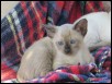 Calypso at 8 weeks