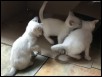 5 weeks
