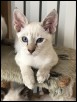 11 weeks