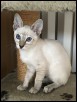 Asteria 12 weeks