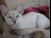 Auriga 13 weeks 