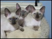 Mudil & sisters Selina & Lucine 12 wks