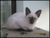 Artemus - 11 weeks