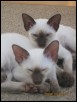 Amalendu & Artemus - 11 weeks