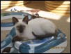 Artemus - 13 weeks