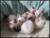 Seven weeks