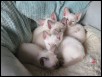Seven weeks