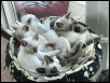 Eleven weeks