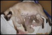 Day 1 Kittens at a few hours old