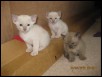 Three weeks old