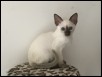 Xia 9 weeks