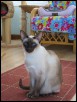 Miz at 4 yrs 3 months