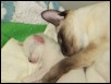I love my mum (17 days old)