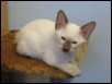 Male kitt - 6 weeks