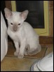 Female kitt 6 weeks