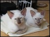 Tycho & Mahina 9 weeks