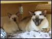 Mizuki & Ecliupse (9 wks)