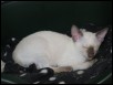 Tycho takes a snooze